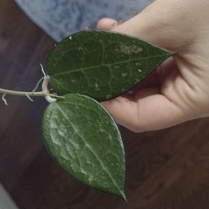 Hoya Parastica black margin